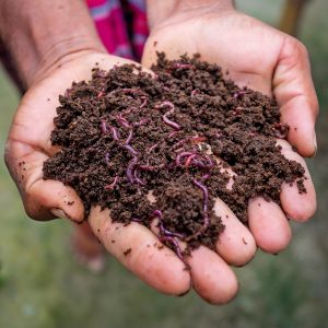 5 Liters Enriched Worm Castings with Basalt Rock Dust